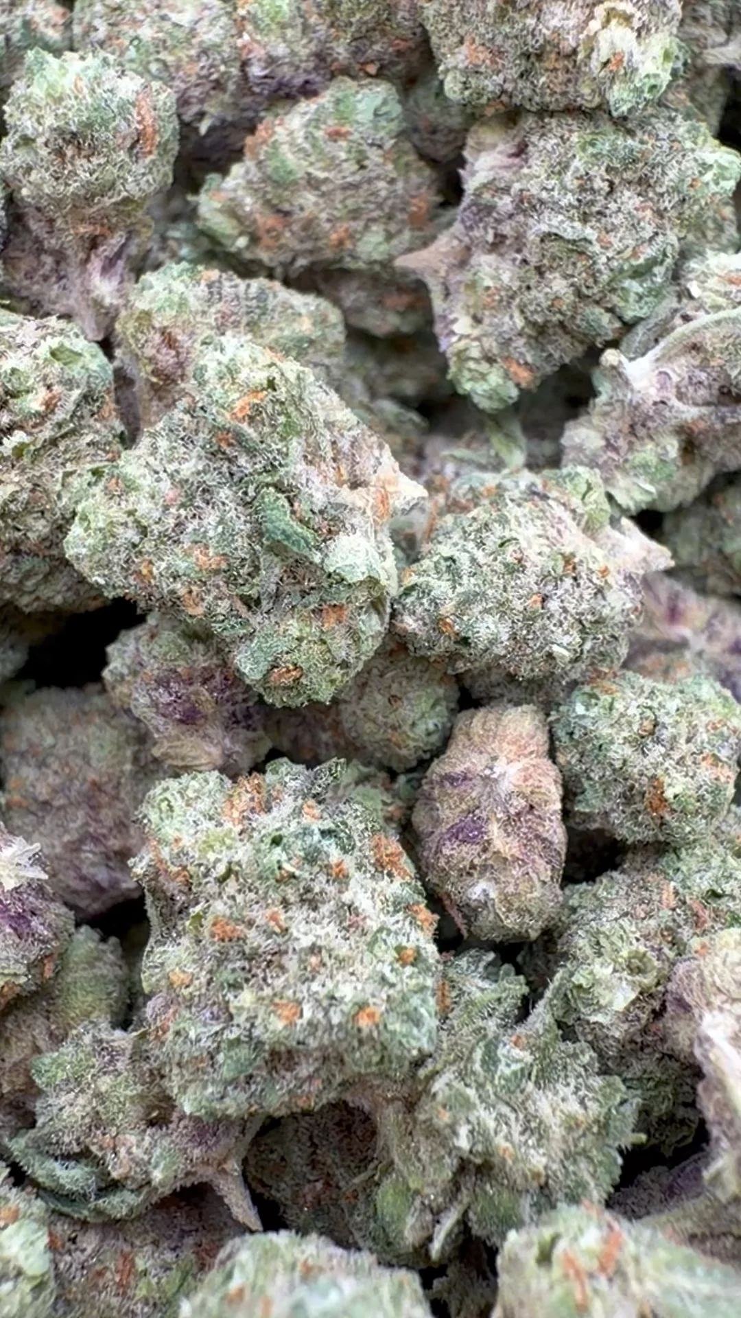 Citrus Skunk Minis - Bulk Minis - Hybrid