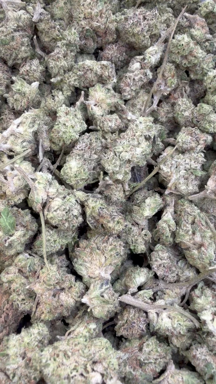 Hashburger Minis - Bulk Minis - Indica